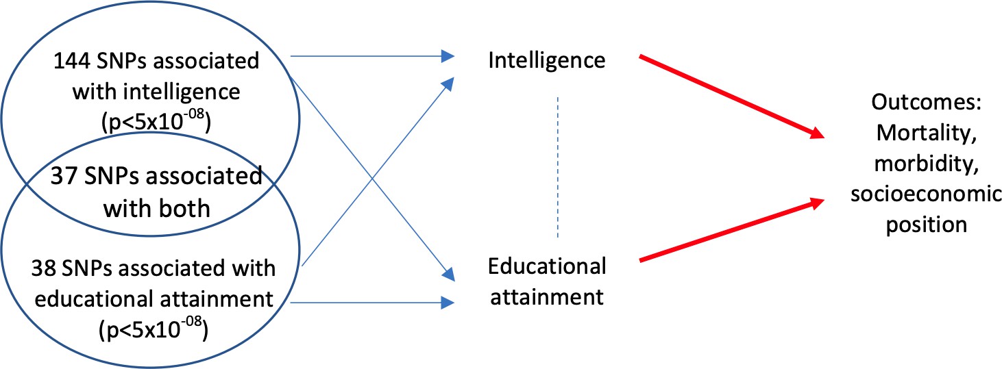 MVMR Example Analysis